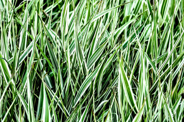 Fototapeta premium background texture of green grass on the lawn