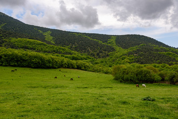Fototapeta na wymiar white and dark horses grazing on a green meadow near a high mountain covered with dense green vegetation, trees and grass, on an overcast day with clouds in the sky. Spring view of the Crimean mountai