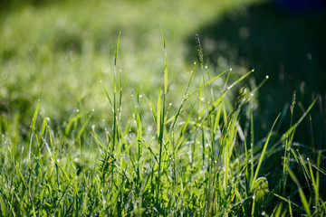 Grass covered with dew in the office light of the dawn sun with glistening drops of water in the sun. Spring view of the Crimea.