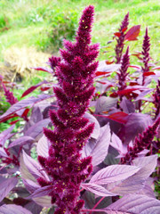 Purple Amaranthus beautiful flower. Princes Feather, Amaranth Velvet Curtains (Amaranthus...