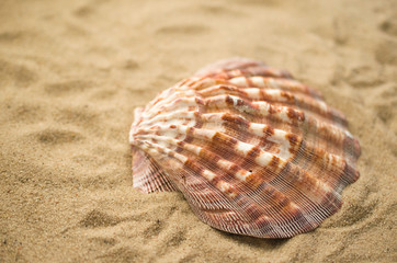 Shell on tropical beach, background