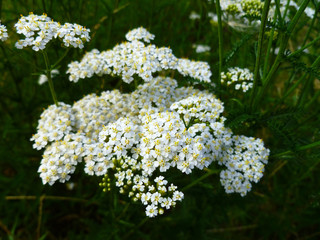 Common yarrow (Achillea millefolium) white flowers close up top view on green blurred grass floral background, selective focus. Medicinal wild herb Yarrow. Medical plants concept. 