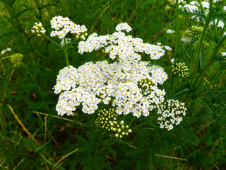 Common yarrow (Achillea millefolium) white flowers close up top view on green blurred grass floral background, selective focus. Medicinal wild herb Yarrow. Medical plants concept. 