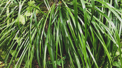 Natural background, green sedge closeup. Shiny, glossy grass plant