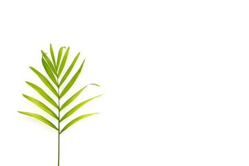 exotic leaf on white background