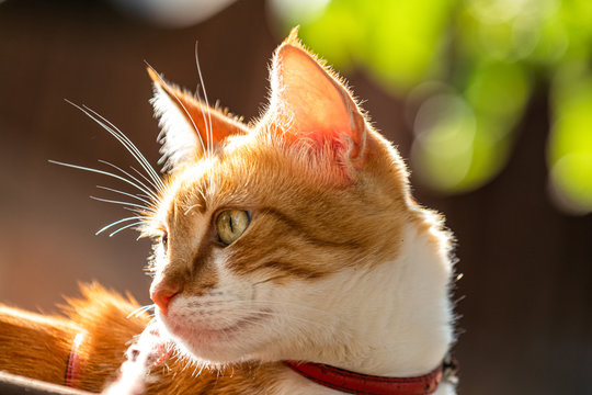 Cute white-red cat in a red collar relax on the garden, close up, shallow depth of field. Cat is staring at something.
