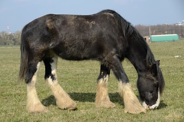 Fototapeta premium Clydesdale horse grazing in a meadow, Detail of breed Clydesdale, Horse, detail, head, hooves, colt, mane, black, white, ears, breed, breeding, grazing, grass, meadow, animal, mammal, warm blood, mani
