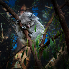 koala in a tree © Danny Collewaert
