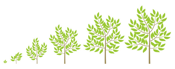 Tree growth stages. Ripening period progression. Tree life cycle animation plant phases.