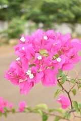 BEAUTIFUL PINK COLOR FLOWER ON THE ROAD SIDE WITH BLUR BACKGROUND