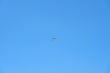 a large Crimean gull flies lit by the sun, on a bright sunny day, from the side of a pleasure boat in the black sea.