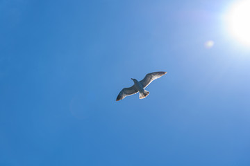 a large Crimean gull flies lit by the sun, on a bright sunny day, from the side of a pleasure boat in the black sea.