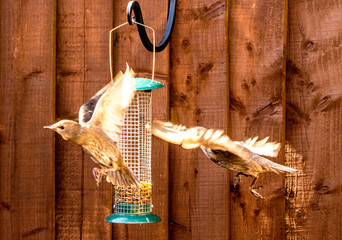 Starling Bird Feeder Meal