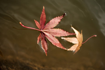 水に浮かぶ紅葉（Autumn leaves floating in the water）