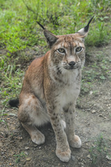 Portrait of an Eurasian Lynx in the zoo