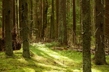 Sunbeam on a light green moss between the trunks of fir trees in a dense coniferous forest on an early summer morning