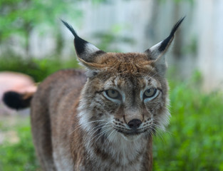 Portrait of an Eurasian Lynx in the zoo