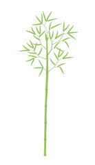 Bamboo plant. Bamboos or bambusa one tree. Bambos green leaves and stalk. Flat vector color Illustration.