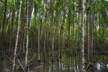 Mangrove jungle at summer day
