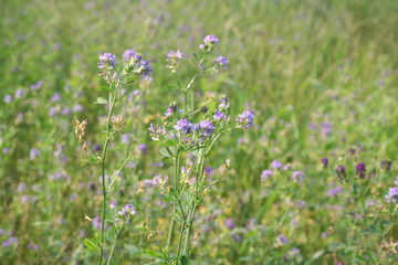 Alfalfa field in bloom on summer. Medicago sativa field