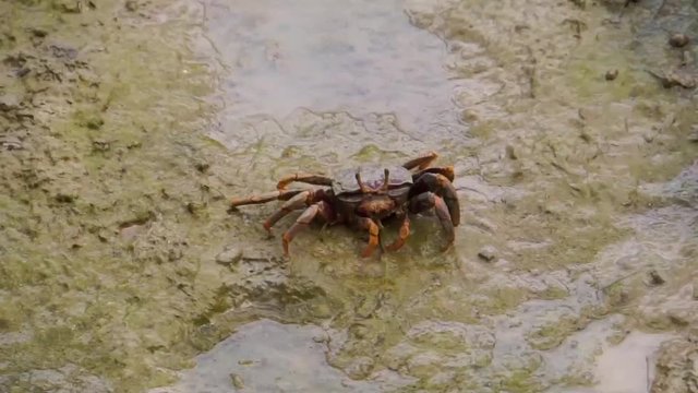 female fiddler crab eating sand on the mudflats of a beach, crab feeding behavior, tropical crustacean specie