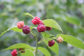 Fresh ripe raspberry fruits growing on plant. Summer fruit. Rubus idaeus bush in the vegetable garden