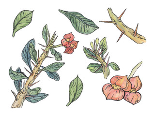Watercolor euphorbia with flowers, leaves and thorns.