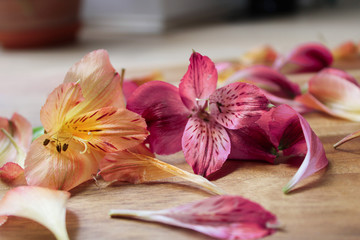 Lily Flowers (Pink and Orange) and Petals on Wooden Table (Close Up Photo).