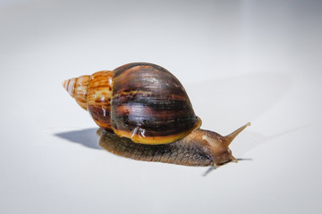 big snail achatina