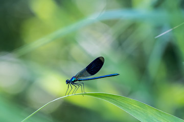 Libellule bleu irisée posée sur une branche