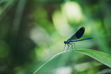 Libellule bleu irisée posée sur une branche