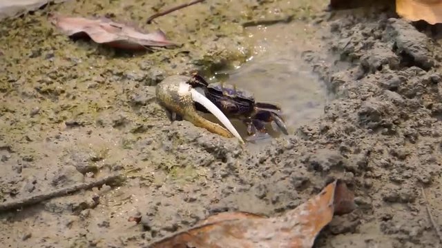 Closeup of a male fiddler crab walking and eating sand, crab with big claw, tropical crustacean specie