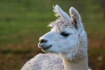 Fototapeta premium Urocza alpaka na farmie. Piękne i zabawne zwierzęta z (Vicugna pacos) to południowoamerykański gatunek wielbłądowatych.