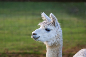 Obraz premium Cute Alpaca on the farm. Beautifull and funny animals from ( Vicugna pacos ) is a species of South American camelid.
