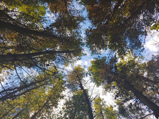 BOSQUE