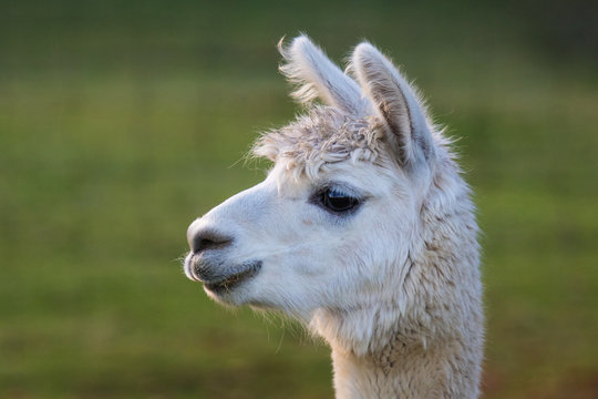 Cute Alpaca on the farm. Beautifull and funny animals from ( Vicugna pacos ) is a species of South American camelid.