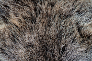 The texture of the fur of a bear. Skin of a wild animal.