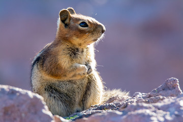 Cute Chipmunk Watching the Sunrise on Mount Rainier