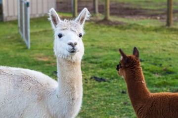 Cute Alpaca on the farm. Beautifull and funny animals from ( Vicugna pacos ) is a species of South American camelid.