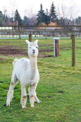 Cute Alpaca on the farm. Beautifull and funny animals from ( Vicugna pacos ) is a species of South American camelid.