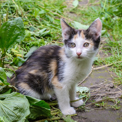 Naklejka na ściany i meble Cute tricolor kitten in the garden