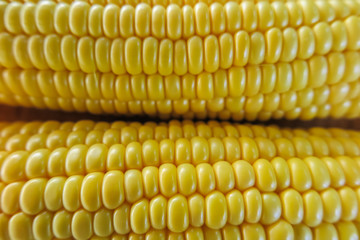 yellow corn stalk close-up Photo, selective focus