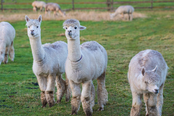 Obraz premium Cute Alpaca on the farm. Beautifull and funny animals from ( Vicugna pacos ) is a species of South American camelid.