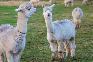 Fototapeta premium Cute Alpaca on the farm. Beautifull and funny animals from ( Vicugna pacos ) is a species of South American camelid.