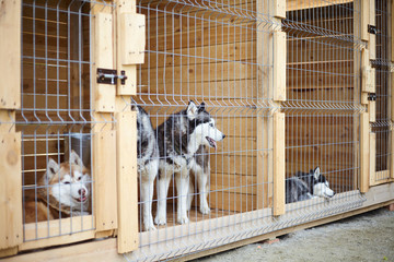 Dog kennel with Siberian Husky.