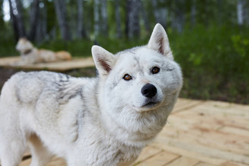 Dog kennel with Siberian Husky.