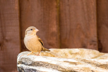 Bird Bath
