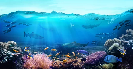 Fototapeten Tropische Küstengewässer. Unterwasseransicht des Korallenriffs. Leben im Ozean. © silvae