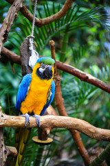 Portrait of blue and yellow macaw. Ara Ararauna also known as the blue-and-gold macaw, is a large South American parrot.