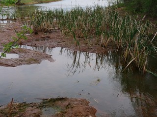 Close up of a swampy portion at the end of a lake